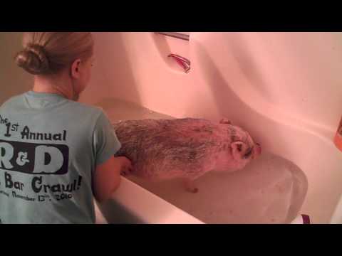 Hamlet the Mini Pig: Bath Time!!!