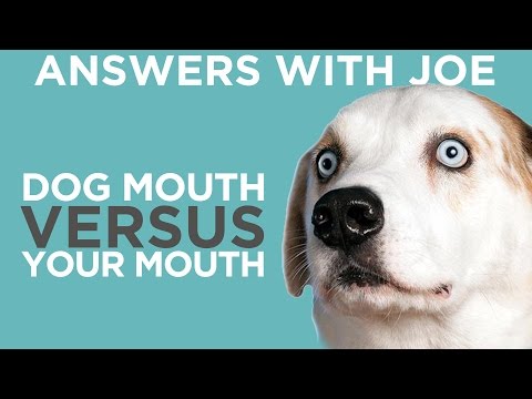 Is a Dog's Mouth Cleaner Than A Human Mouth?