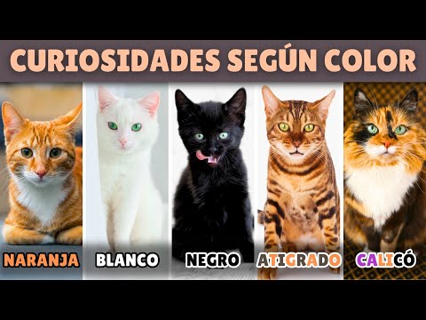 CURIOSIDADES de los gatos según SU COLOR