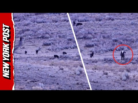 Too Close for Comfort: Hiker Approaches Wolf Pack in Yellowstone