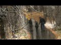 Сергей Трофимов - Не моя вина (Ветер в голове) 