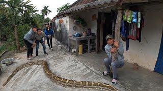 The Giant Python Crawled Into People's Houses || Giant King Cobra Hunter