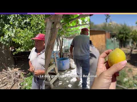 Luis Palma: El agricultor que hace florecer Tierra Amarilla 🍎