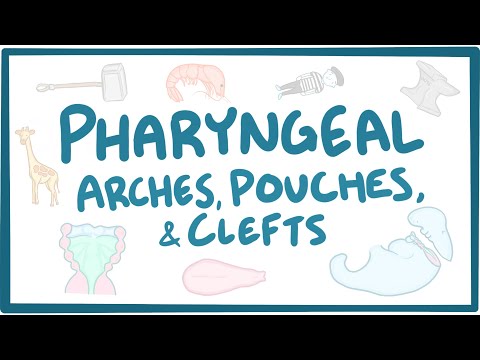 Pharyngeal arches, pouches, and clefts - embryology