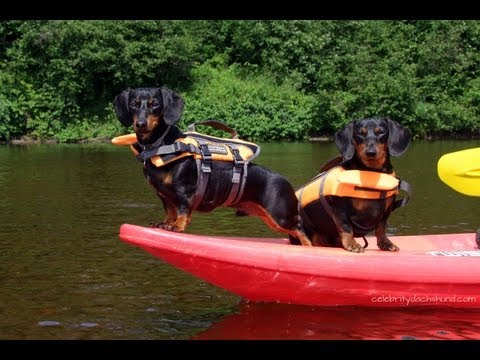 Kayaking with Dachshunds | GoPro Doggy Cam | Crusoe & Oakley Go Kayaking