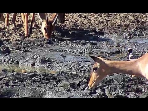 Djuma: Blacksmith Lapwing chick meets it's giant neighbors meets - 06/27/19