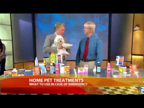 Household Items That Can Help Treat Your Pet