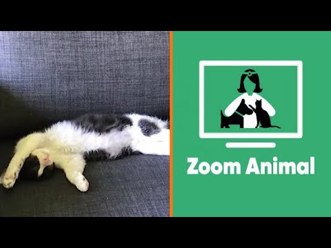Gatita María Elena Dressel | Zoom Animal