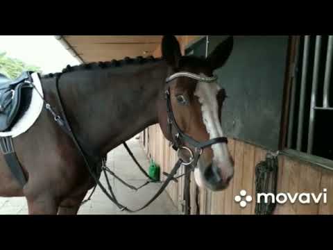 Cassie: CANTO x QUANTUM (video from 2020)