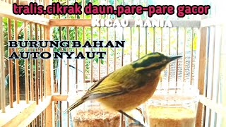 Download lagu sekali dengar burung tralis.cikrak daun.pare-pare langsung ikut gacorr..pancingan super mp3