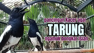 Download lagu KACER TARUNG konslet untuk PANCINGAN KACER agar cepat KONSLET bongkar isian mp3 Download lagu KACER TARUNG konslet untuk PANCINGAN KACER agar cepat KONSLET bongkar isian mp3