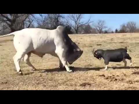 Videos de torros y un cabro