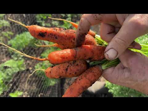 October No Dig Garden Tour | Ups and Downs