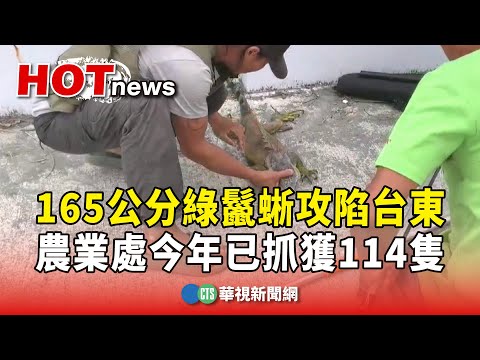 165公分綠鬣蜥攻陷台東　農業處今年已抓獲114隻