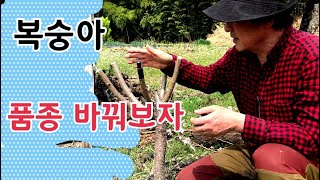 복숭아 품종 바꾸는 방법