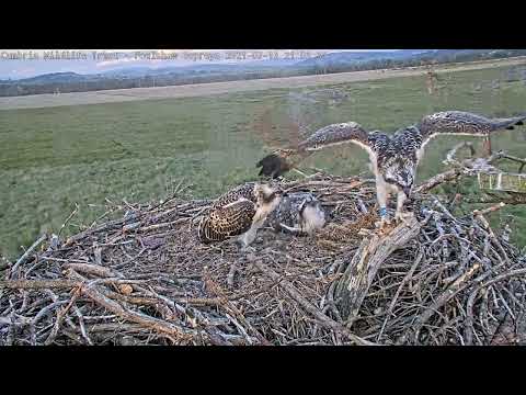Foulshaw ospreys season 2021 image compilation created by Cathy, a Cumbria Wildlife Trust member.