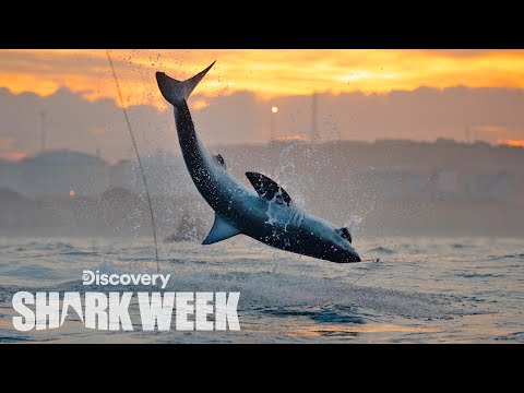 Stunning Shark Breach Filmed in South Africa! | Shark Week