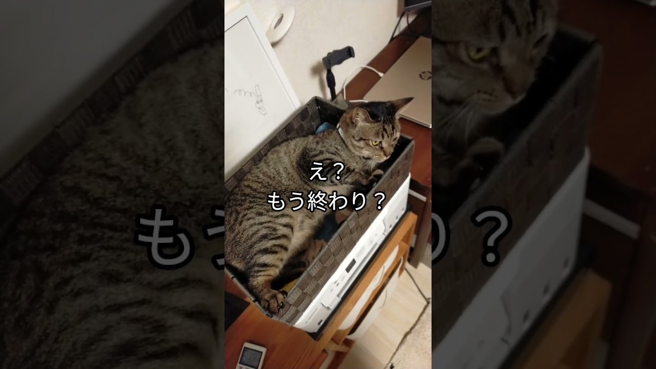 箱ねこのフィーネ　#cat #猫 #きじとら #かわいい