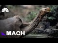 What A Giant Tortoise S Genome Can Teach Us About Longevity Mach NBC News