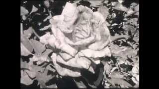 FLESH WORLD - The Wild Animals In My Life (official video)