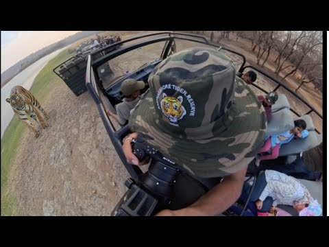 Rare tiger sightings | Most beautiful zone | Ranthambore national park | Wildlife Safari 😍