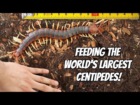 Stonožka obrovská (Scolopendra gigantea) — video o chove a starostlivosti