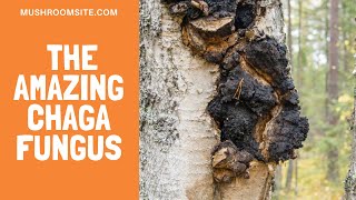 The Amazing Chaga Mushroom -- An Overview