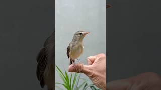 Download lagu CIRI CIRI BURUNG CIGUN/CIBLEK ERIH PAUD JANTAN 100% #videoshort #birds mp3