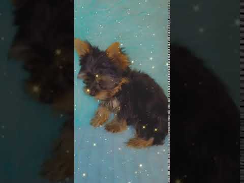 Tiny male yorkie Tiny male yorkie Tiny male yorkie