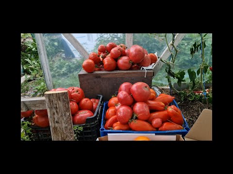 Jak nawozić Pomidory aby smakowały jak za dawnych lat