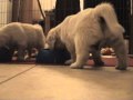Cute Goldenretriever Puppies From Great North Golden