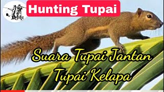 Download lagu suara tupai | suara tupai untuk berburu | suara tupai pemikat Tupai Jantan Tupai Kawin Tupai kelapa mp3