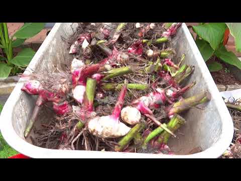 Cannas from A to Z, 1. Tuber division. Cleaning before storage