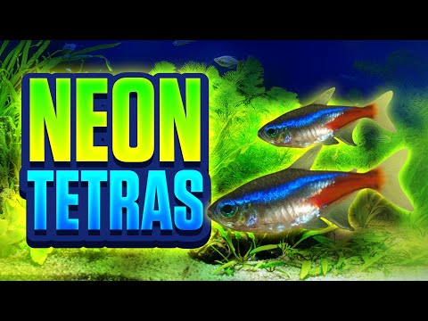 Thinking Of Getting Neon Tetras? Watch This Video! (Neon Tetra Care Tips)