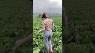 Download lagu Tiktok gunung gede maen di dataran tinggi mp3 Download lagu Tiktok gunung gede maen di dataran tinggi mp3