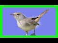Eurasian Wren Bird Song, Call, Chirp, voices, Sound - Chochín Común Canto - Troglodytes Troglodytes