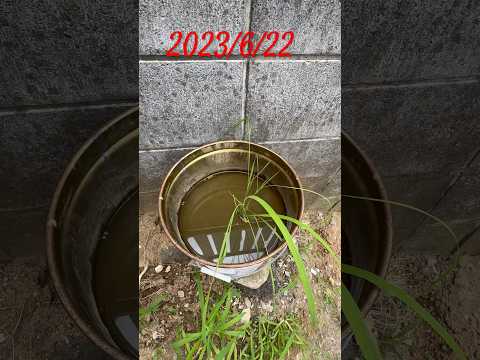 地中海の低木を自然条件以外で育てることはできますか?  庭園