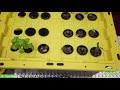 How to Build a Simple Aeroponics System