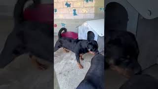 Video - Pensione cani