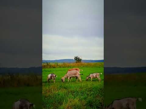 , title : 'Lamancha-Ziegen, die Gras am Sommermorgen essen'