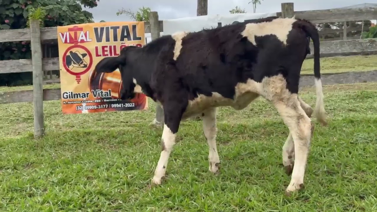 LOTE 01