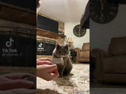 why do cats hate this sound