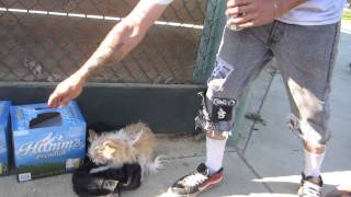 Trained Hamms Beer Guard at Sunday Softball SLOSHBALL!