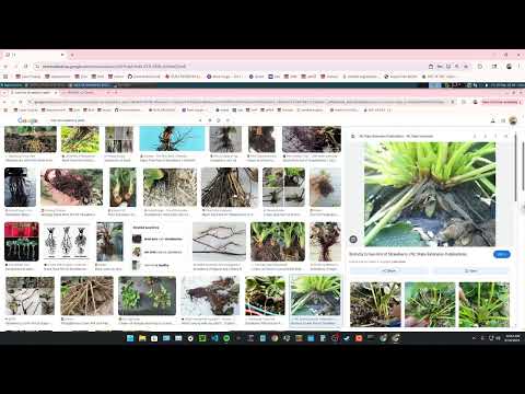Demo v5