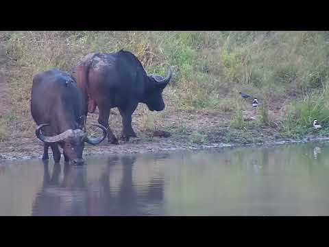 Djuma: Buffalo herd feeding in the distance-some drink at the dam too - 16:55 - 05/02/2023