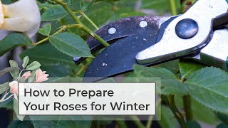 How to prepare your roses for winter