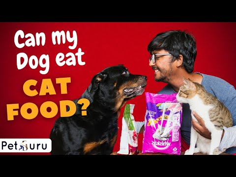 What happens if a dog eats cat food ?  Can dogs eat cat food ?