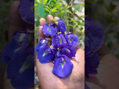 भगवान शिव का प्रिय फूल🌸How to grow aparajita from seeds ✅  #divinegarden98  #aparajita
