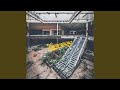 Forest for the Trees