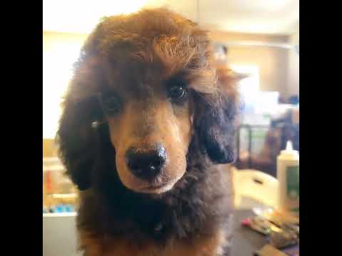 Zedona's Sable Boy @ 10 wks